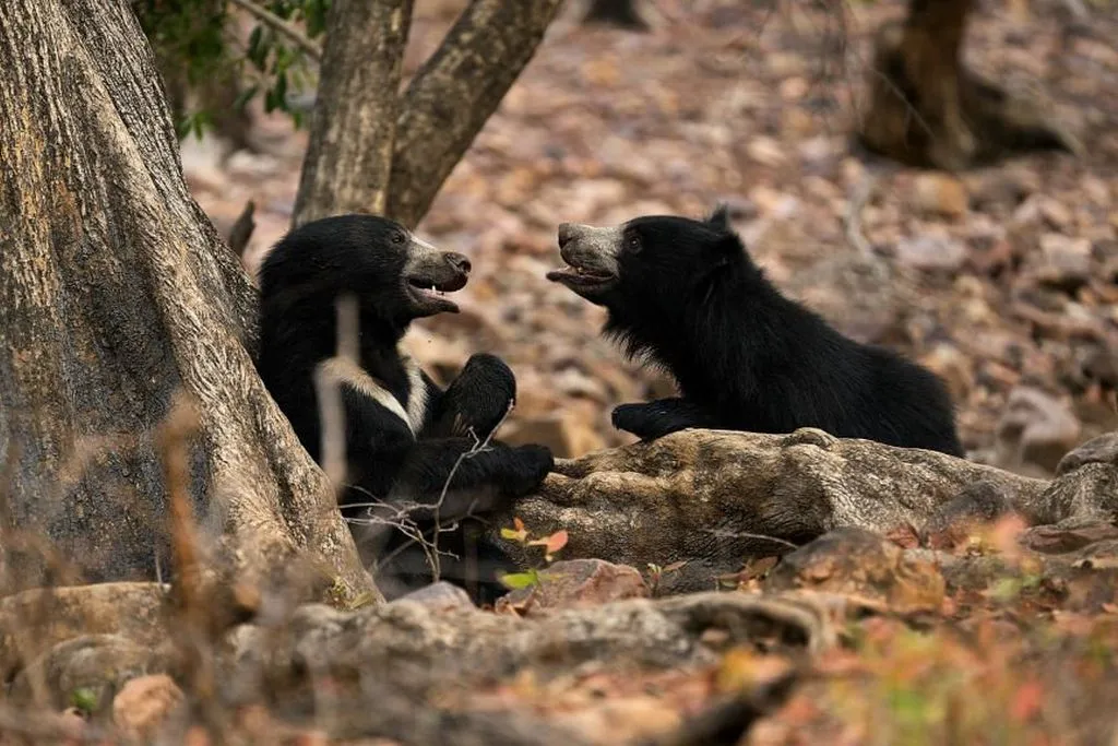 sloth bear family in India