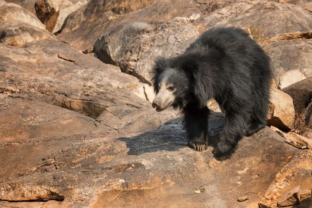 sloth bear habitat in india