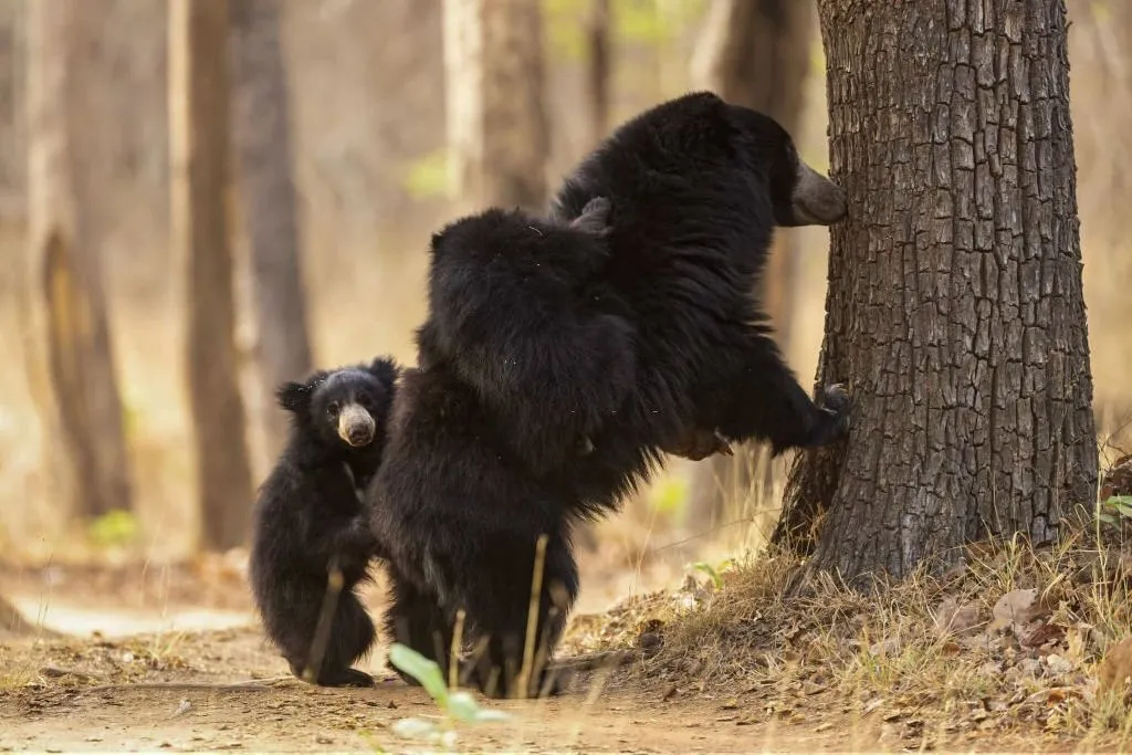 sloth bear with cubs in India